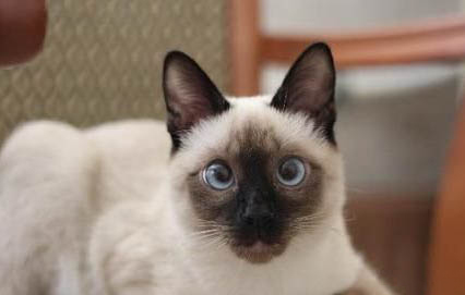 猫咪为什么要乱拉屎尿的原因