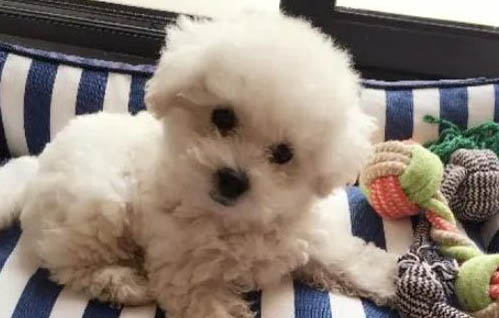 不让狗狗进卧室它会伤心吗