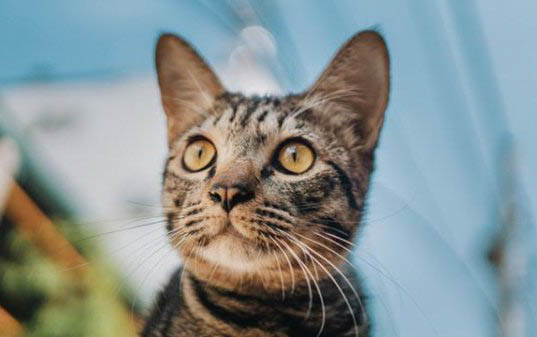猫咪不吃罐头