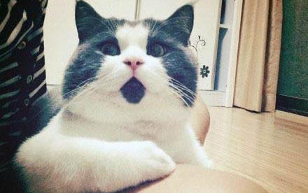 请问猫咪呕吐的原因及处理方法?