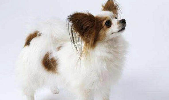 蝴蝶犬要多久晚上才不叫