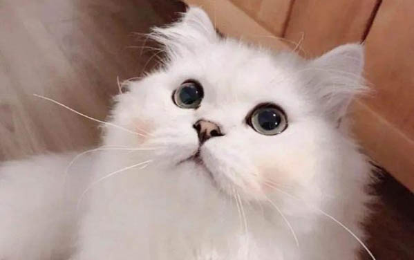 猫咪挠耳朵正常吗