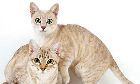 澳大利亚雾猫猫鼻支用药介绍