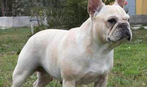 法国斗牛犬怎么训练有大小便