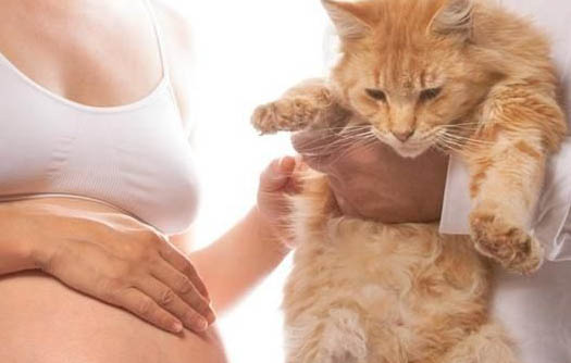 猫咪打疫苗前可以洗澡吗