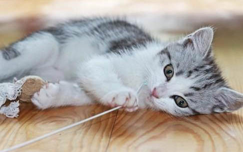 猫能和人一起睡觉吗