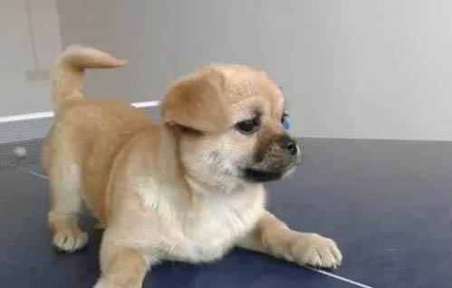 哪里有卖正宗中华田园犬