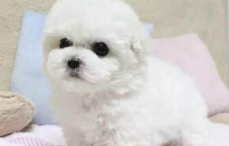 狗老是抽搐是什么原因