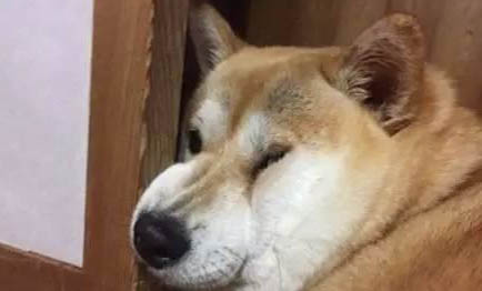 狗狗如何培养狗粮