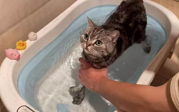 猫咪配对成功的表现有哪些