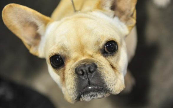 怎么给喜乐蒂牧羊犬测体温