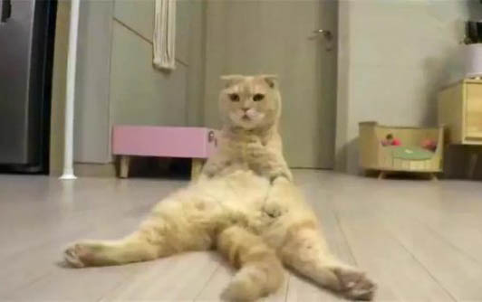 请问猫咪呕吐的原因及处理方法?