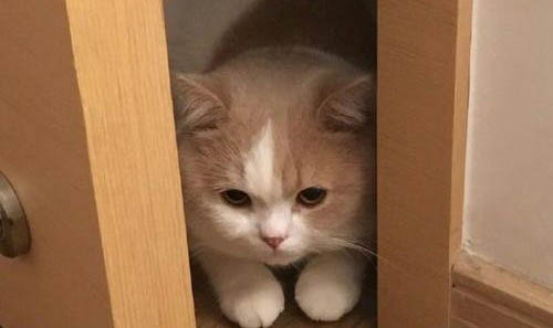 猫咪毛球症有什么症状怎么治疗