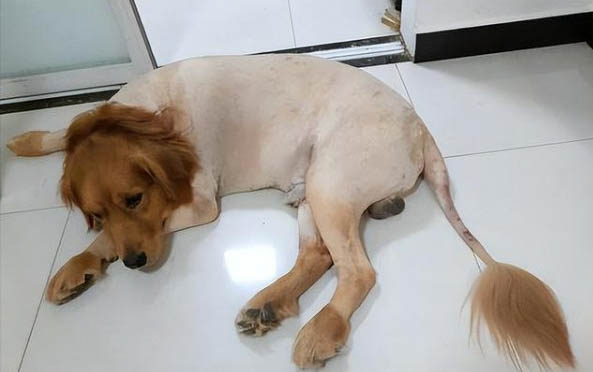 狗狗鼻子上面有结痂是什么