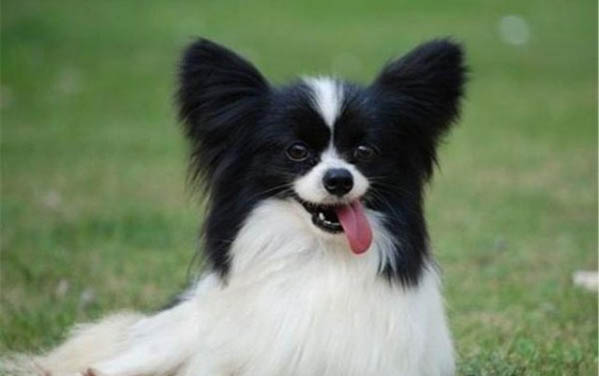 蝴蝶犬价格