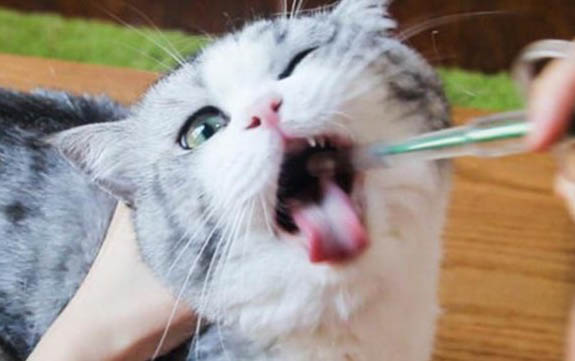 请问猫咪呕吐的原因及处理方法?