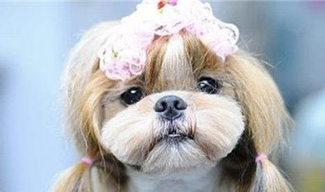 怎么训练西施犬不吃屎