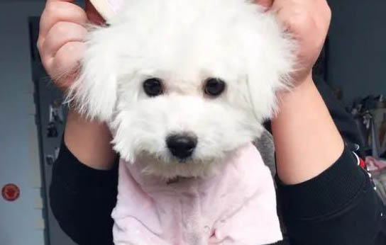 狗狗冠状病毒肺炎有哪些状况