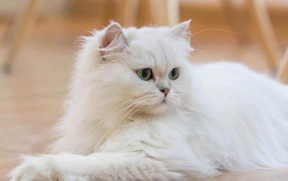 猫可以吃米饭吗?
