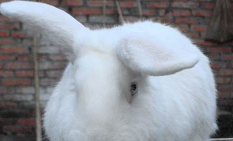 兔子拉小颗粒粪便并很久不排尿是怎么了呢