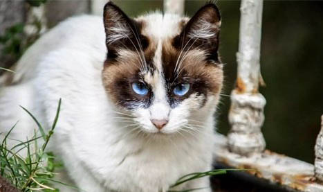 猫咪耳螨上完药以后要痒多久