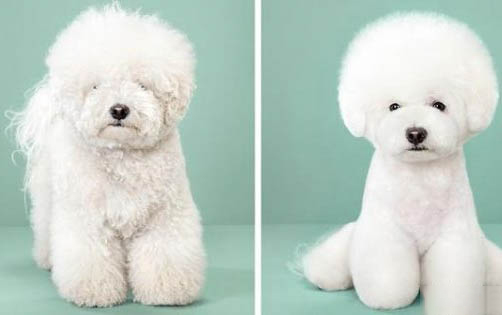 如何给泰迪犬梳理毛发
