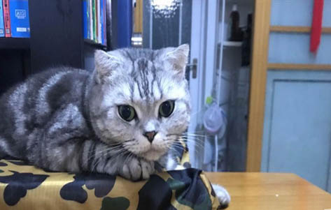 猫吐毛球是什么原因