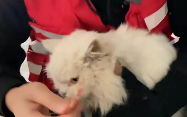 怎么看猫配上没有?
