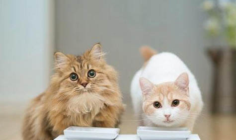 成年猫咪一天吃多少猫粮正常