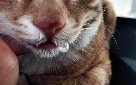 两个月小猫可以剪指甲吗