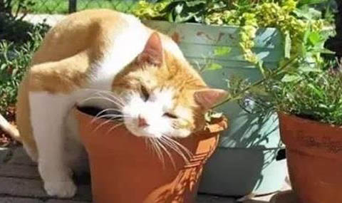 猫爪子骨折表现