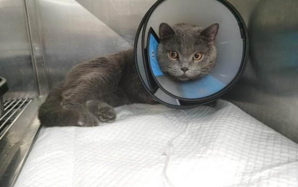 猫咪可以喝椰子水吗