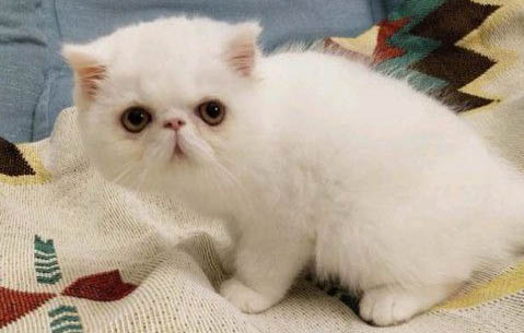 请问猫咪呕吐的原因及处理方法?
