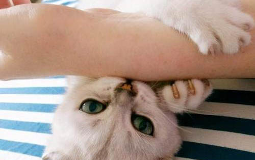 猫咪为什么老是抓人的脚啊