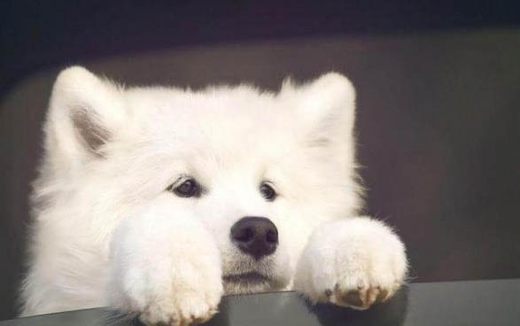 萨摩耶在哪里买