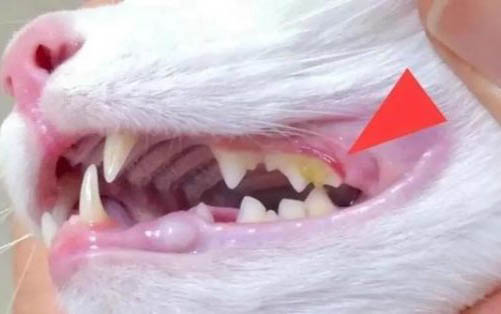 带猫出门没有猫砂怎么办