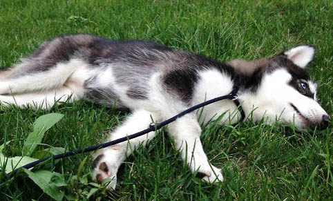 给哈士奇犬洗澡时应该注意些什么?