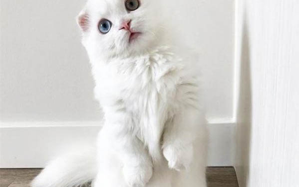 刚买的猫需要检测是否带有猫瘟吗