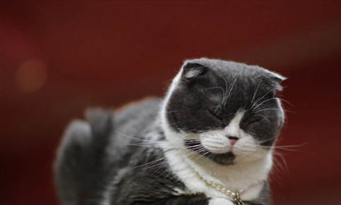 猫咪为什么一激动就尿床