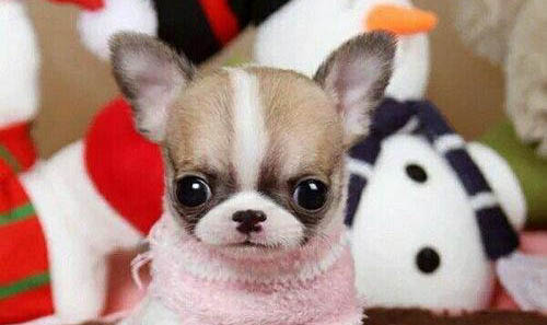 养好吉娃娃犬需要哪些必备物品?