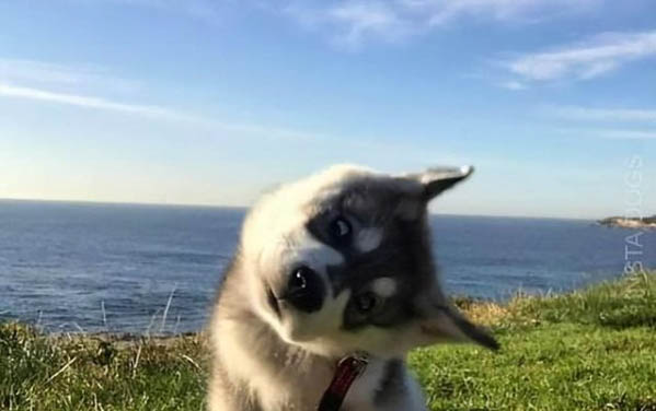 狗狗吹空调会不会感冒