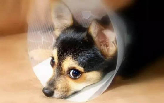 狗临死前有哪些症状