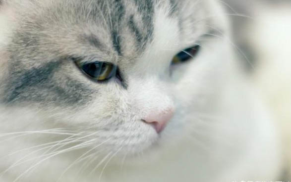 小猫呕吐拉肚子吃什么药才能好