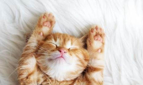 在家里为什么不想养猫咪