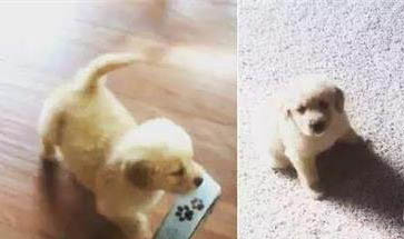 犬细小传染狗吗