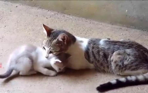 小猫严重脱水有救活的可能么