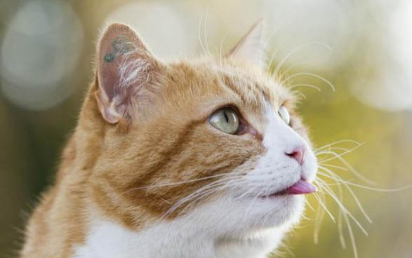 猫不喜欢主人的表现?