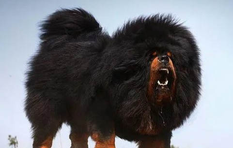哪里有藏獒幼犬出售