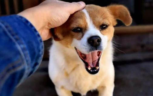 狗总吐怎么办