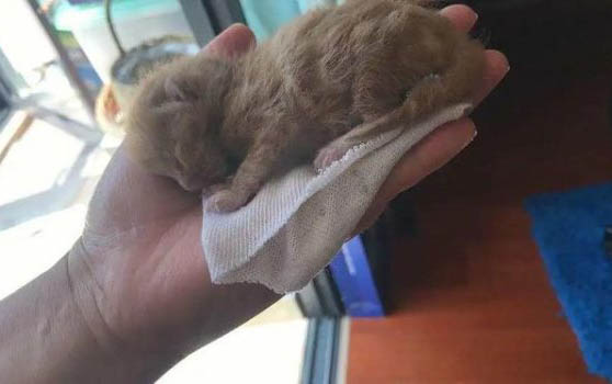 刚出生的小猫一次喂多少奶